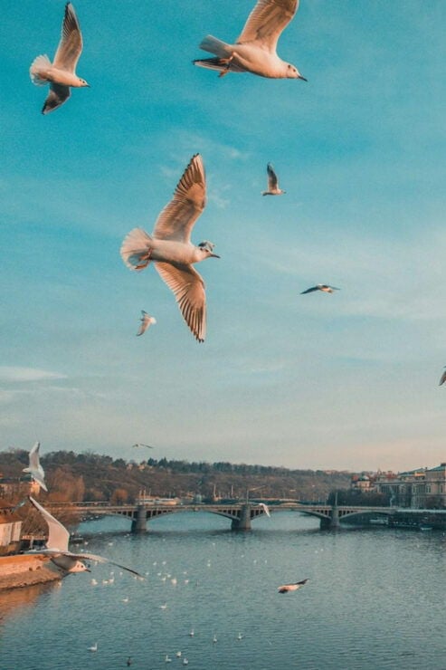 Discover Prague – 4 Hours Tour - Good To Know