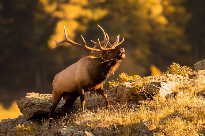 Discover Rocky Mountain National Park From Denver or Boulder - What to Expect
