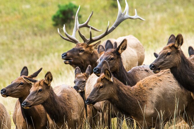 Discover Rocky Mountain National Park From Denver or Boulder - Positive Reviews