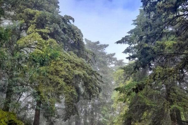 Discover Santo Antão in 1-Day Trip - The Sum Up