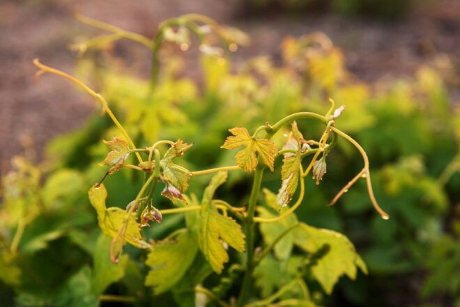 Discover Santorini: Prehistoric Akrotiri & Winery Tour - Common Questions