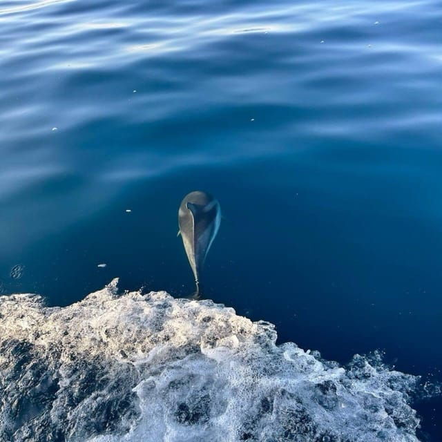 Discover Sardinia: Dolphin Watching and Capo Figari Tour - Discover Sardinia: Dolphin Watching and Capo Figari Tour
