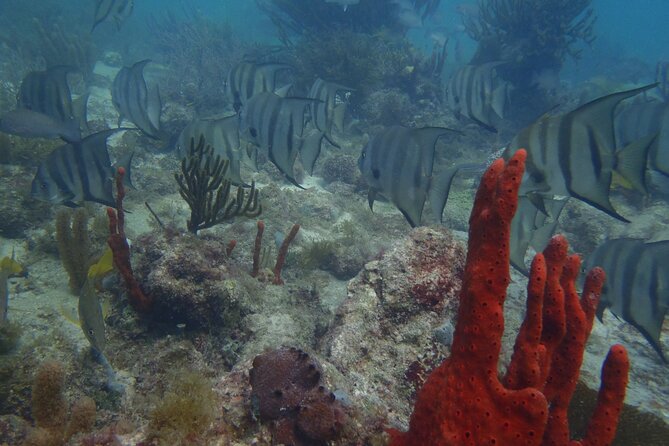 Discover Scuba - Traveler Reviews and Photos