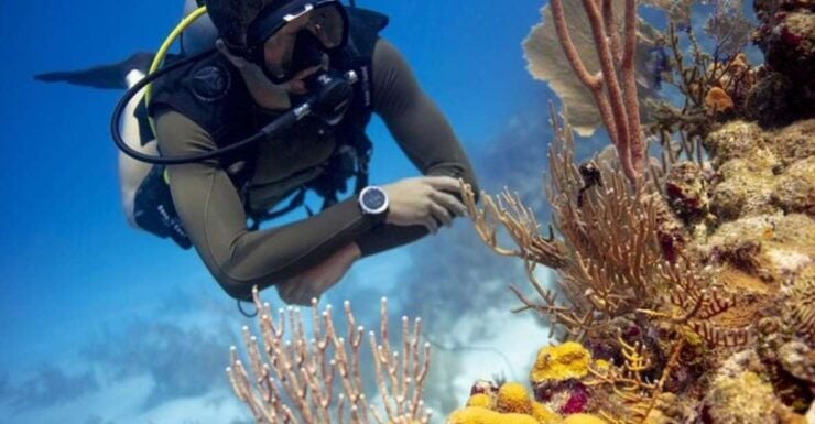 Discover Scuba Dive at Australia's Most Iconic Beach - Booking Details