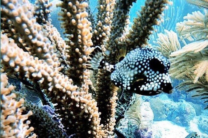 Discover Scuba Diving - Practical Details and What to Expect