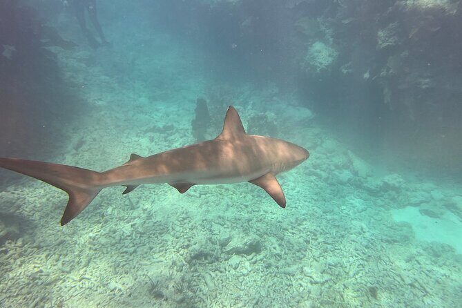 Discover Scuba Diving - Who Will Love This Tour?