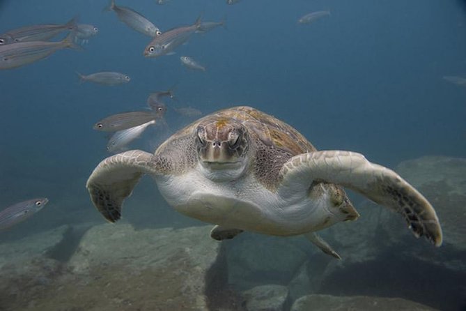 Discover Scuba Diving - Overview and Experience