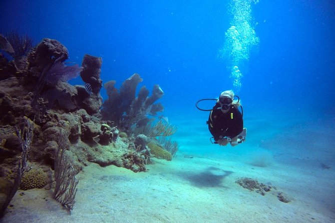 Discover Scuba Diving - Price and Booking Details