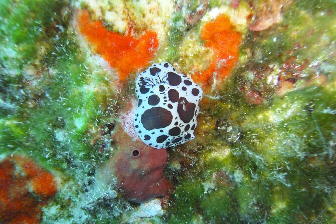 Discover Scuba Diving Adventure in Mykonos - Cancellation Policy