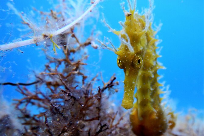 Discover Scuba Diving Adventure in Mykonos - Reviews and Host Response