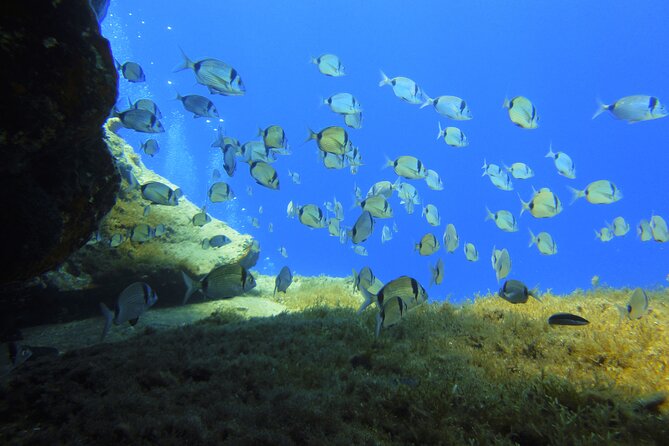 Discover Scuba Diving Adventure in Mykonos - Common Questions