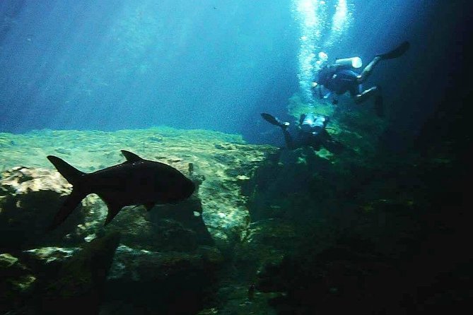 Discover Scuba Diving at Casa Cenote - What To Expect