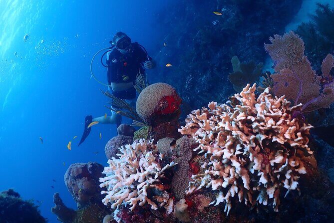 Discover Scuba Diving at Casa Cenote No Certification Needed - Who Should Consider This Experience?