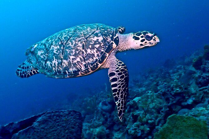 Discover Scuba Diving at Casa Cenote No Certification Needed - FAQs