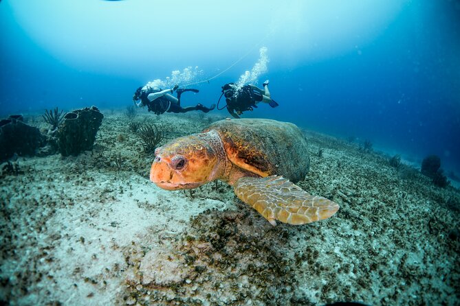 Discover Scuba Diving & Beach Club With Transportation in Riviera Maya - Beach Club Experience in Riviera Maya