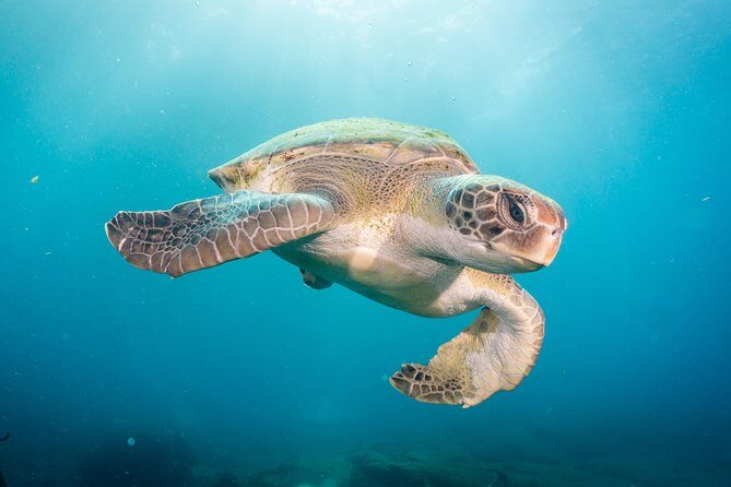 Discover Scuba Diving by boat, Puerto Colon - Good To Know