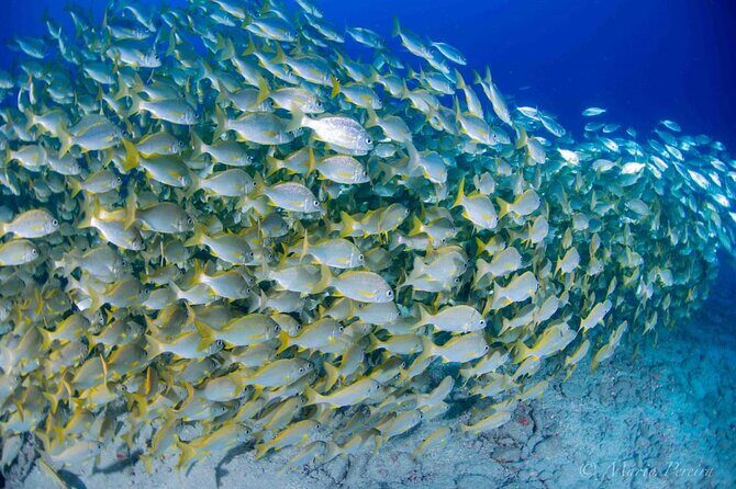 Discover Scuba Diving by boat, Puerto Colon - Practical Considerations