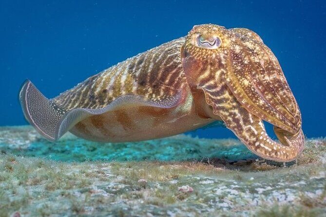 Discover Scuba Diving by boat, Puerto Colon - Who Is This Tour Best For?