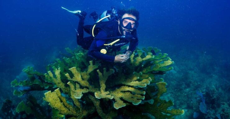 Discover Scuba Diving: Costa Maya's Reef Experience - Experience Highlights