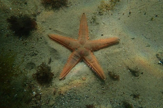 Discover Scuba Diving Course in Marine Reserve Near Lisbon - Whats Included