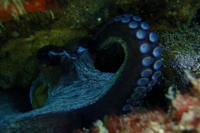 Discover Scuba Diving Course in Marine Reserve Near Lisbon - Common Questions