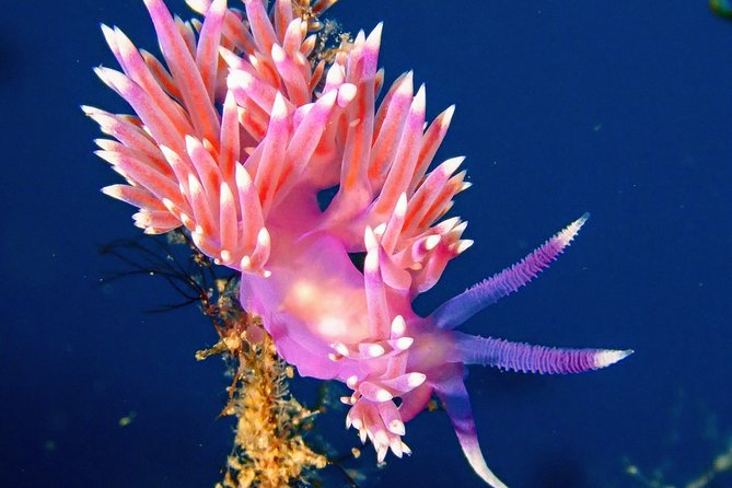 Discover Scuba Diving - Cancellation Policy