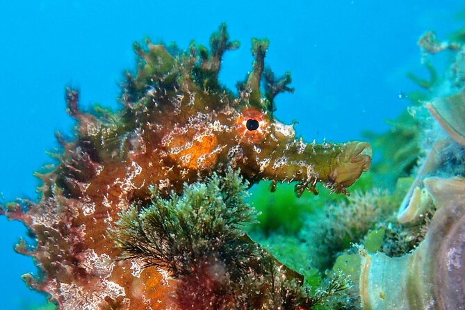 Discover Scuba Diving - Directions