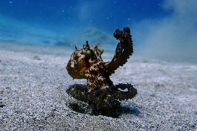 Discover Scuba Diving - Common Questions