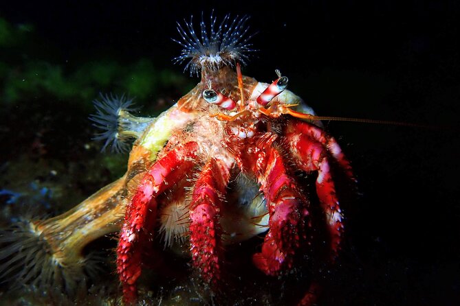Discover Scuba Diving - The Sum Up
