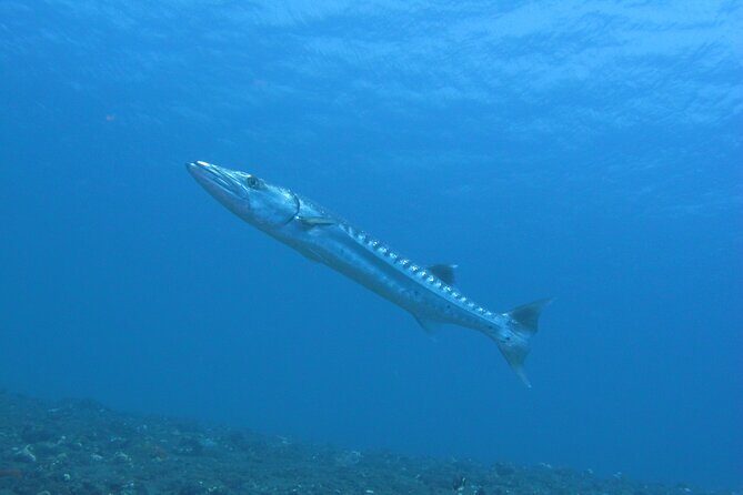 Discover Scuba Diving Day Trip in Amed and Tulamben - Good To Know