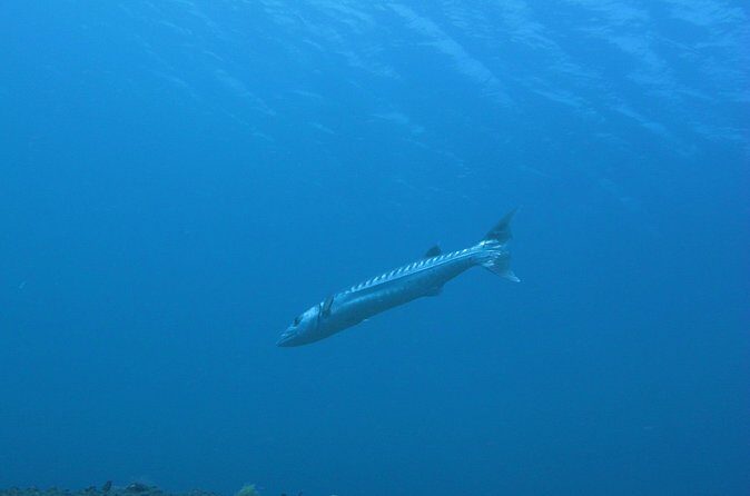 Discover Scuba Diving Day Trip in Amed and Tulamben - Frequently Asked Questions