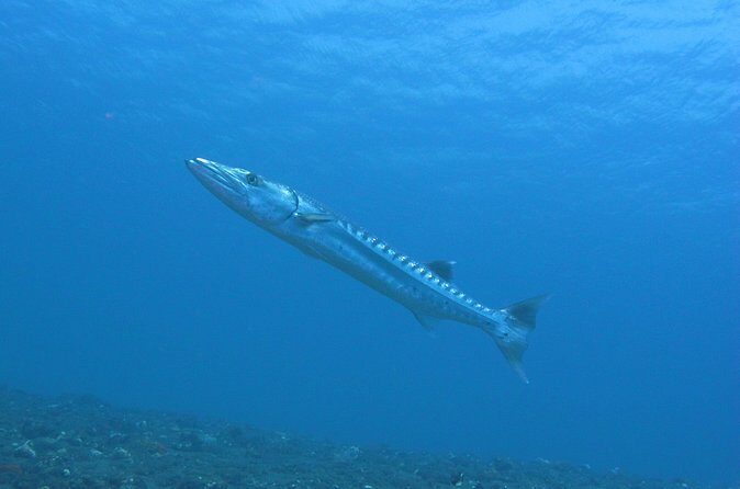 Discover Scuba Diving Day Trip in Amed and Tulamben - The Sum Up