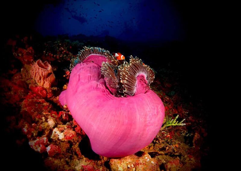 Discover Scuba Diving (DSD) Lembongan Island - FAQ