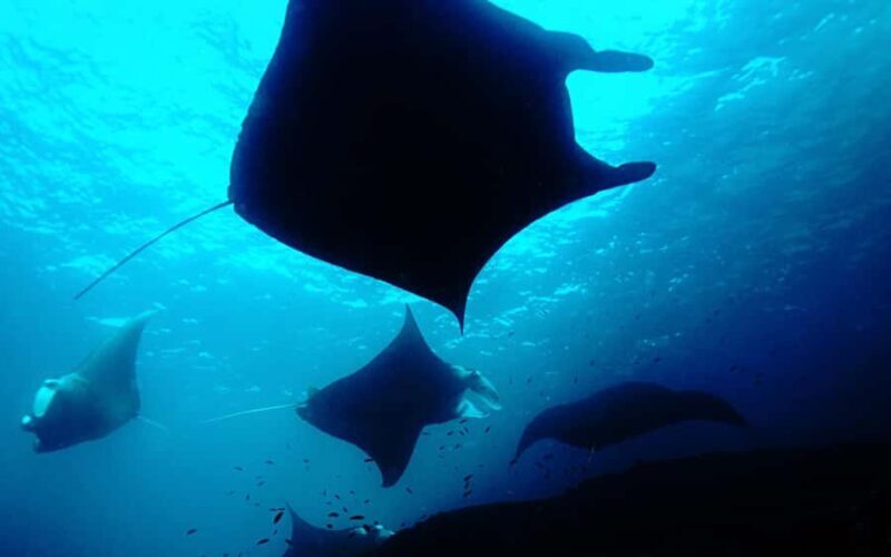 Discover Scuba Diving (DSD) Lembongan Island - Good To Know