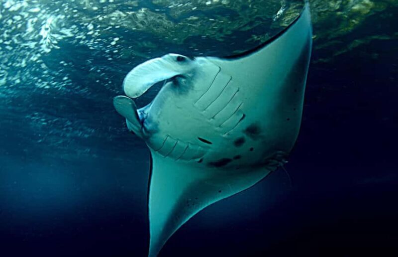 Discover Scuba Diving (DSD) Lembongan Island - What Makes the Experience Special