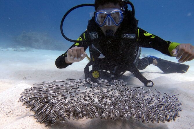 Discover Scuba Diving- EasyDive Lemorne - Logistics and Meeting Information