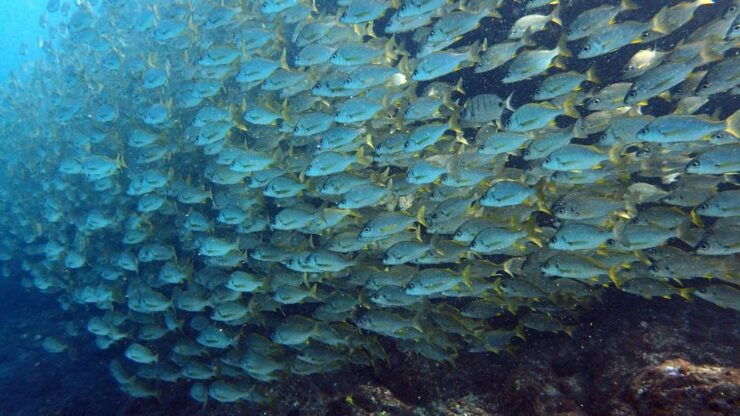 Discover Scuba Diving Experience - Instructor Details and Group Size