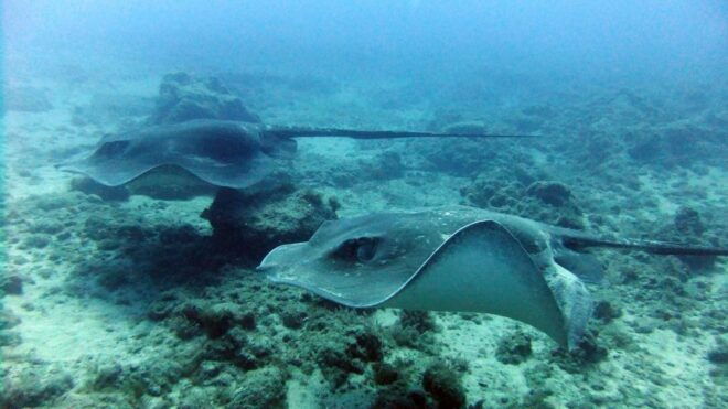Discover Scuba Diving Experience - Additional Options and Restrictions
