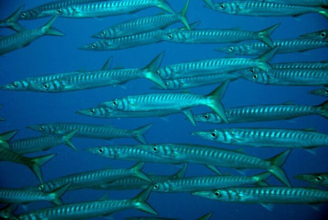 Discover Scuba Diving Experience - Itinerary and Pickup Information
