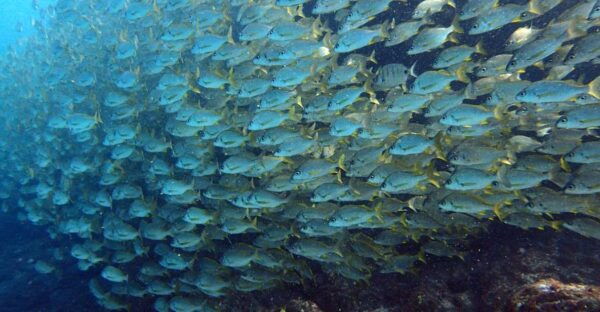 Discover Scuba Diving Experience - Frequently Asked Questions