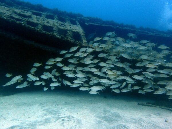 Discover Scuba Diving Experience - The Sum Up