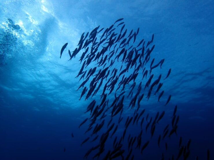 Discover Scuba Diving Experience - Good To Know