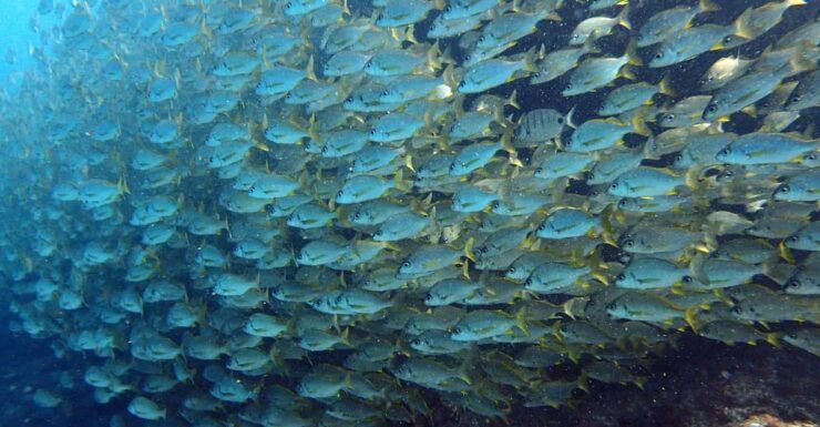 Discover Scuba Diving Experience - Itinerary Breakdown