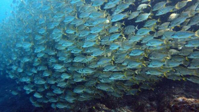 Discover Scuba Diving Experience - Underwater Exploration