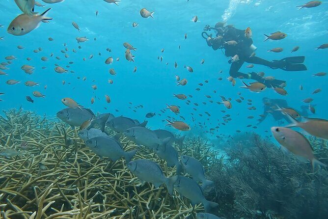 Discover Scuba Diving Experience - Introduction and Briefing