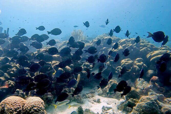 Discover Scuba Diving Experience - Marine Encounters and Exploration