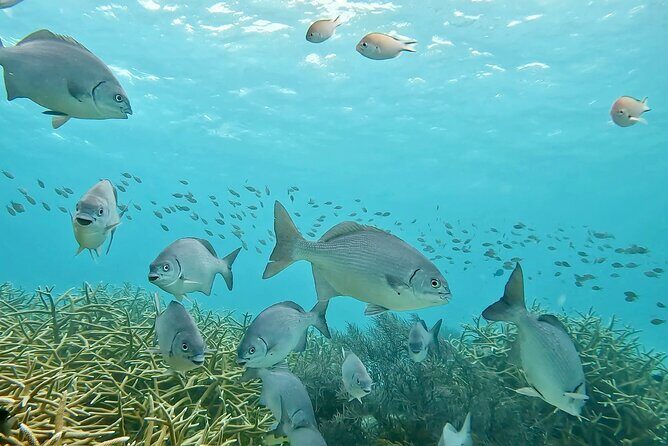 Discover Scuba Diving Experience - Post-Dive Debrief