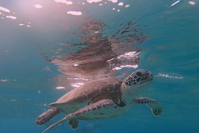 Discover Scuba Diving Experience - Meeting Point and Duration