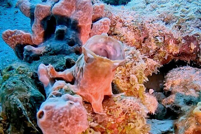 Discover Scuba Diving Experience - Pickup and Convenience