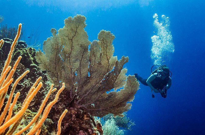 Discover Scuba Diving Experience - The Sum Up: Is It Worth It?